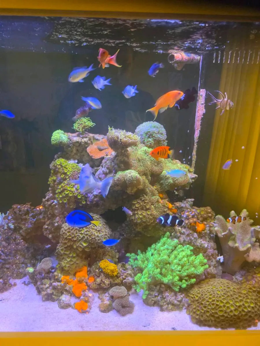 Aquarium fish tank marine saltwater - Image 4