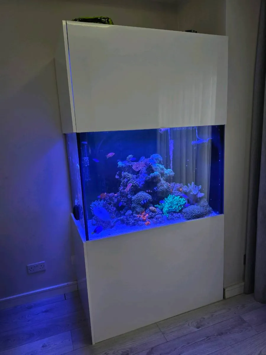 Aquarium fish tank marine saltwater - Image 1