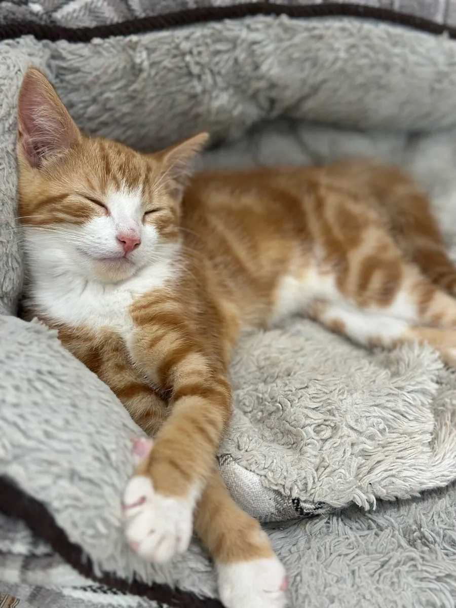 Ginger Kittens - Image 4