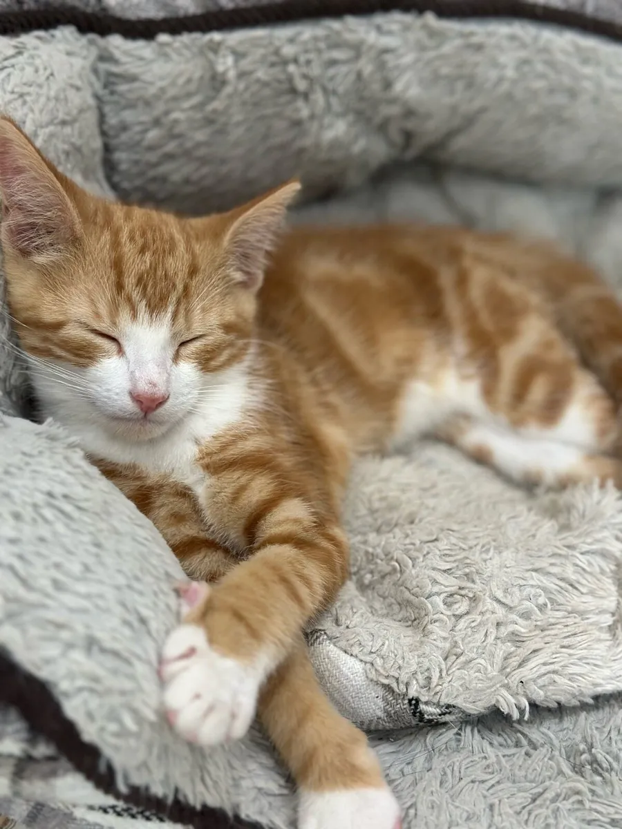 Ginger Kittens - Image 1