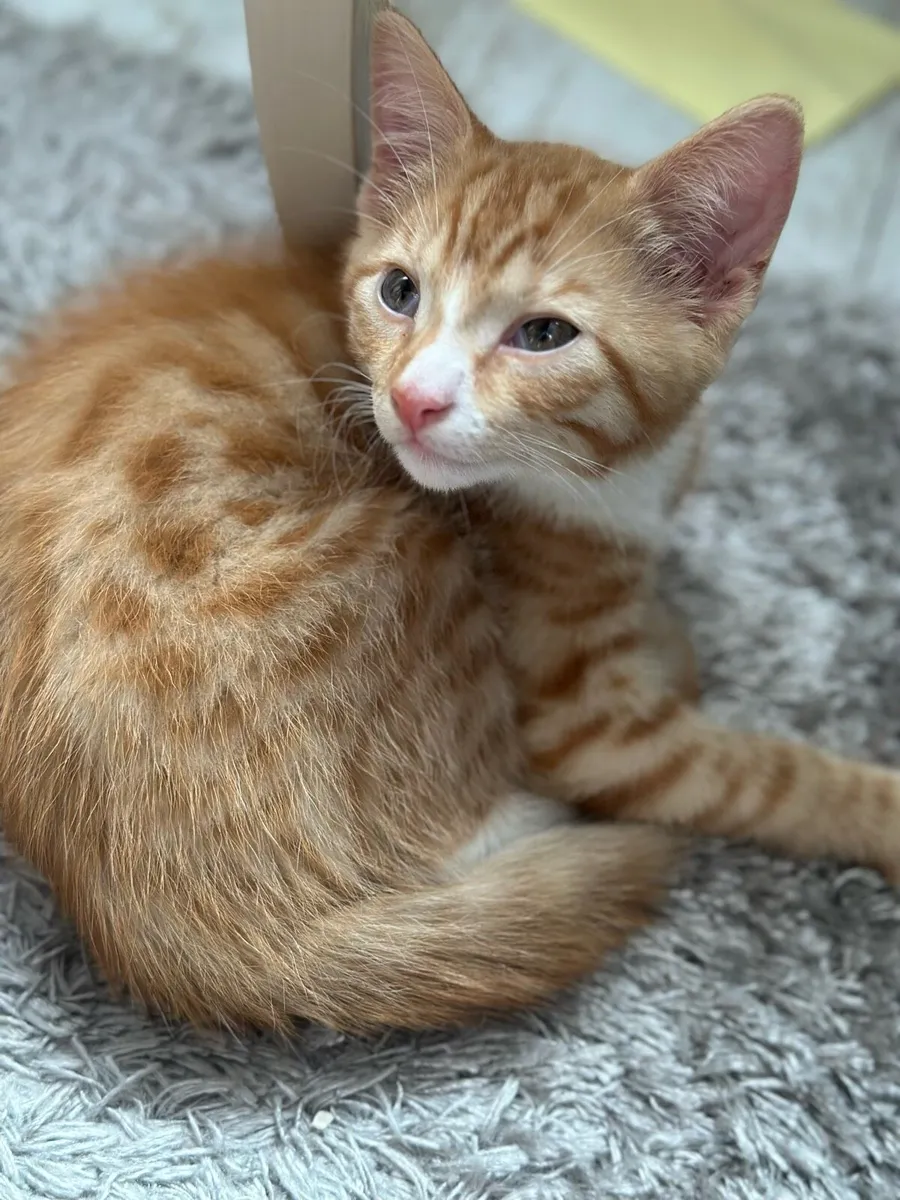 Ginger Kittens - Image 2