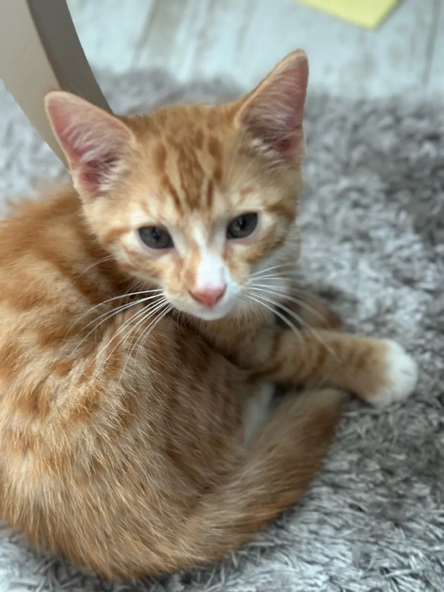 Ginger Kittens - Image 3