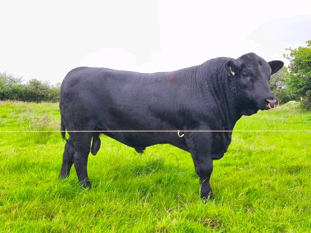 Angus bull - Image 4