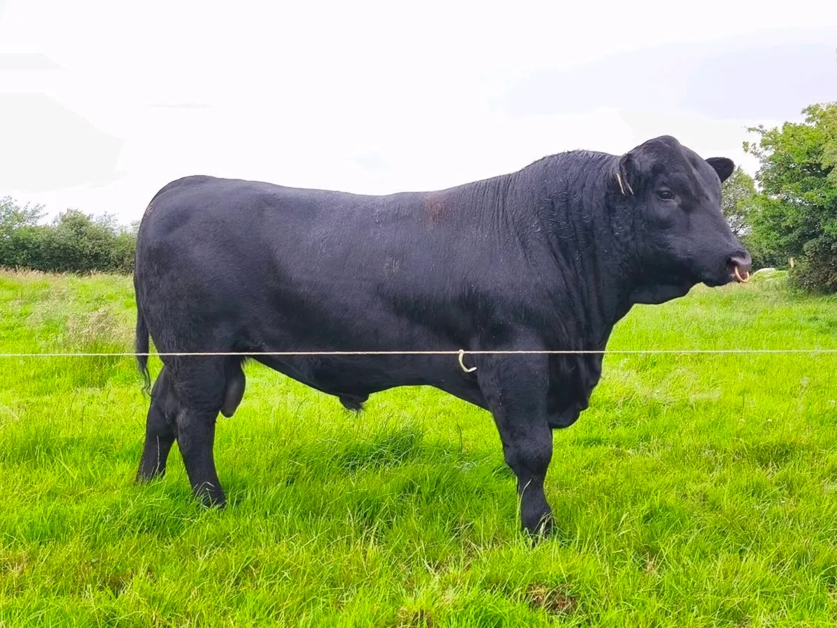 Angus bull - Image 2