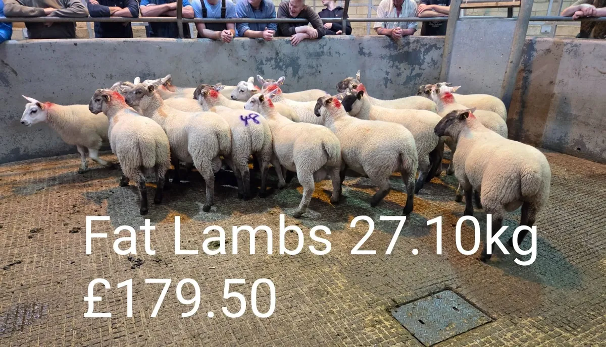 Sheep Report & Breeding Sheep Sales