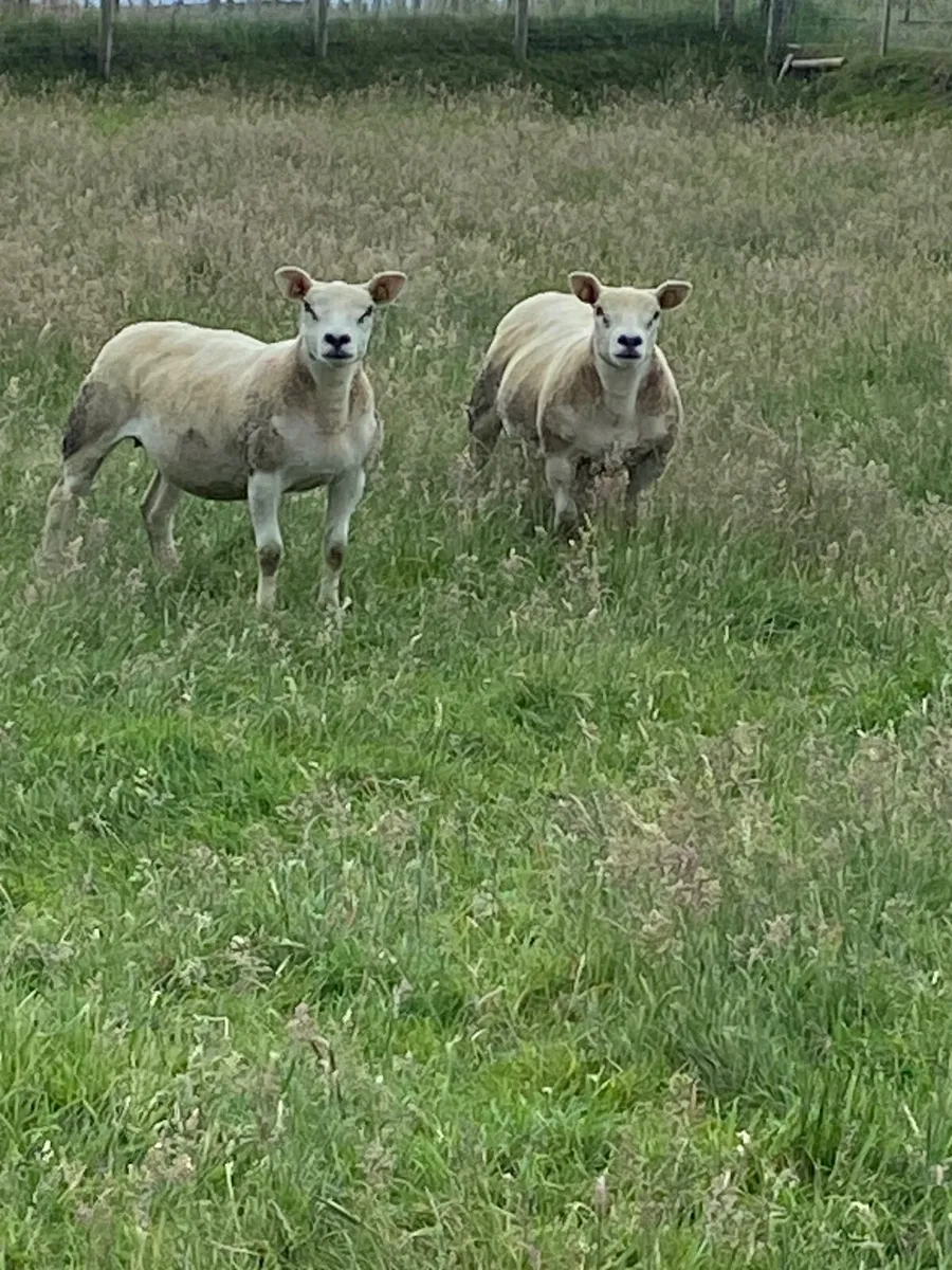 Purebred texel hoggets - Image 2