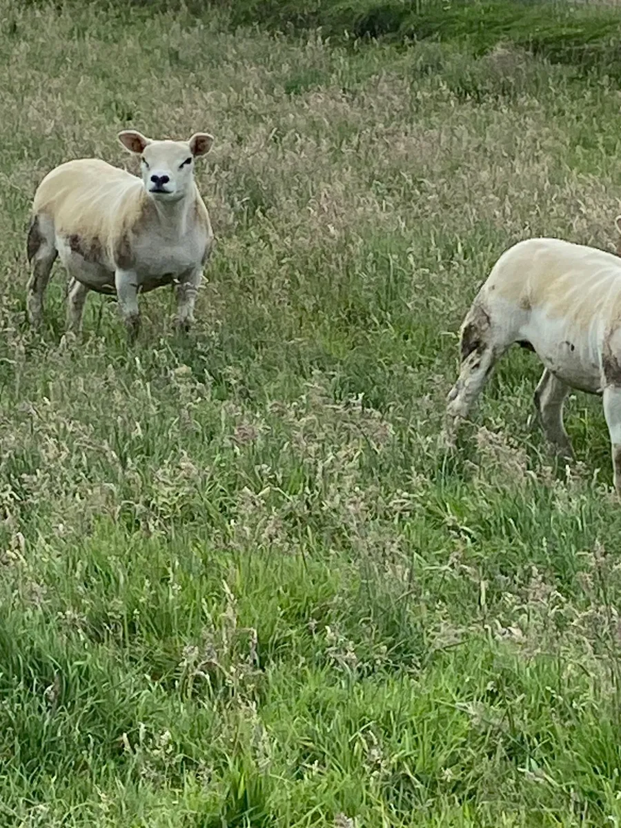 Purebred texel hoggets - Image 1