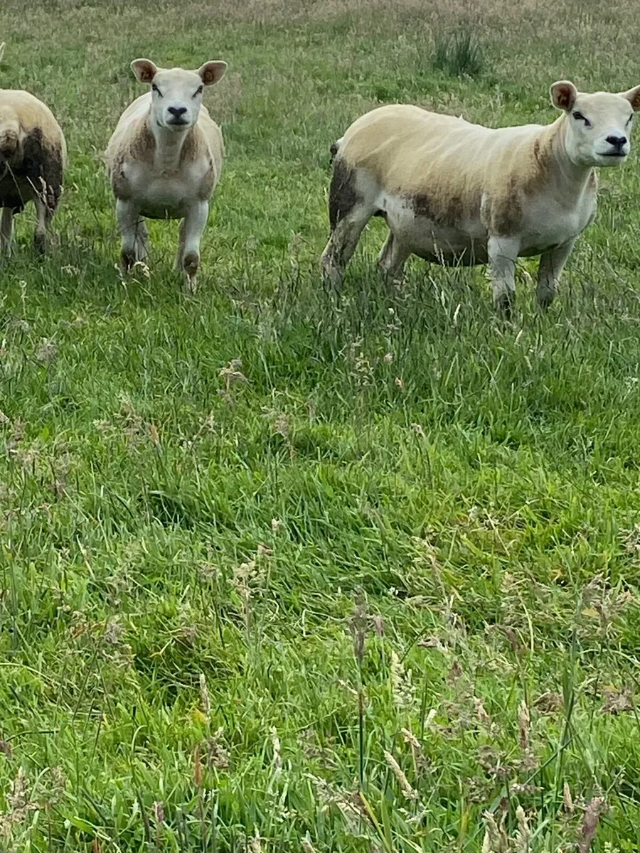 Purebred texel hoggets - Image 4