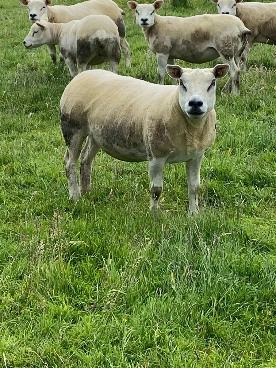 Purebred texel hoggets - Image 3