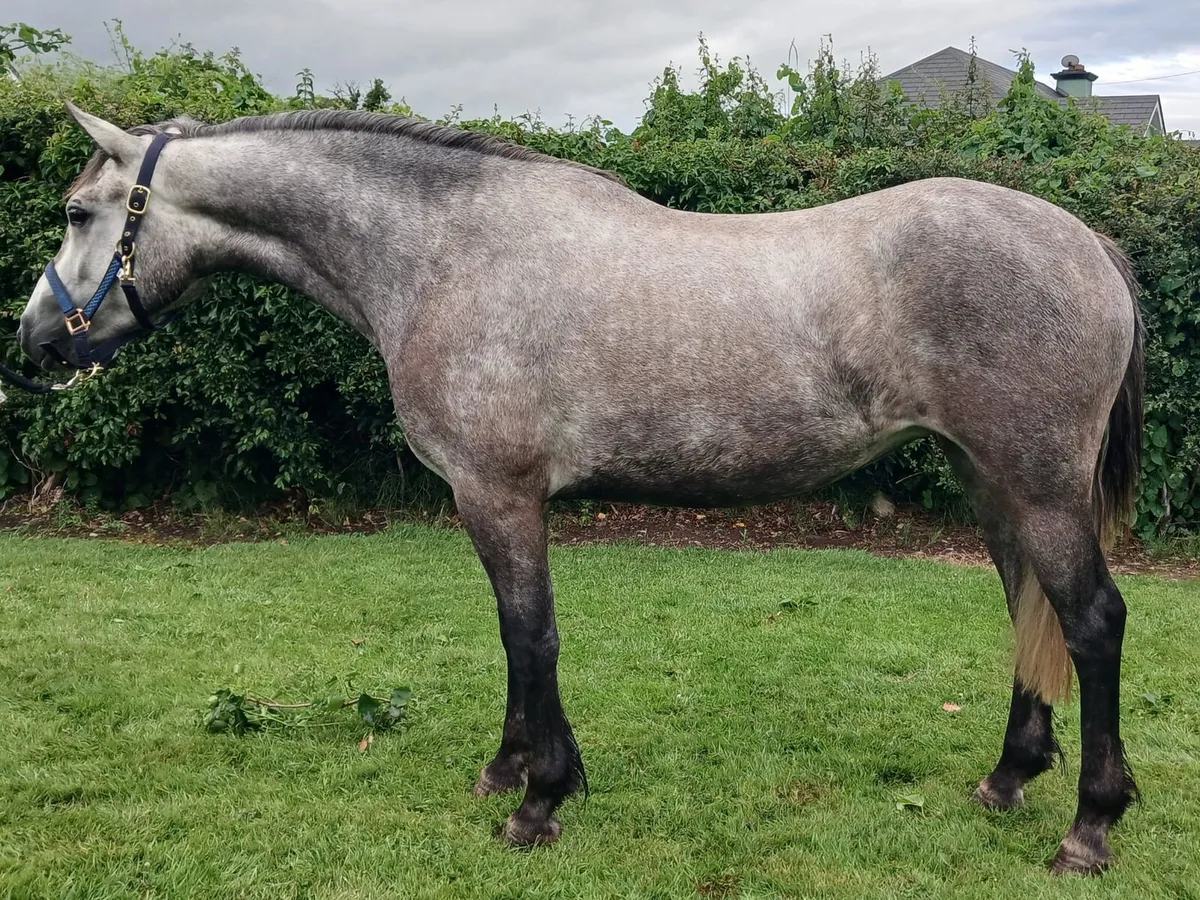 Traditional type connemara - Image 2