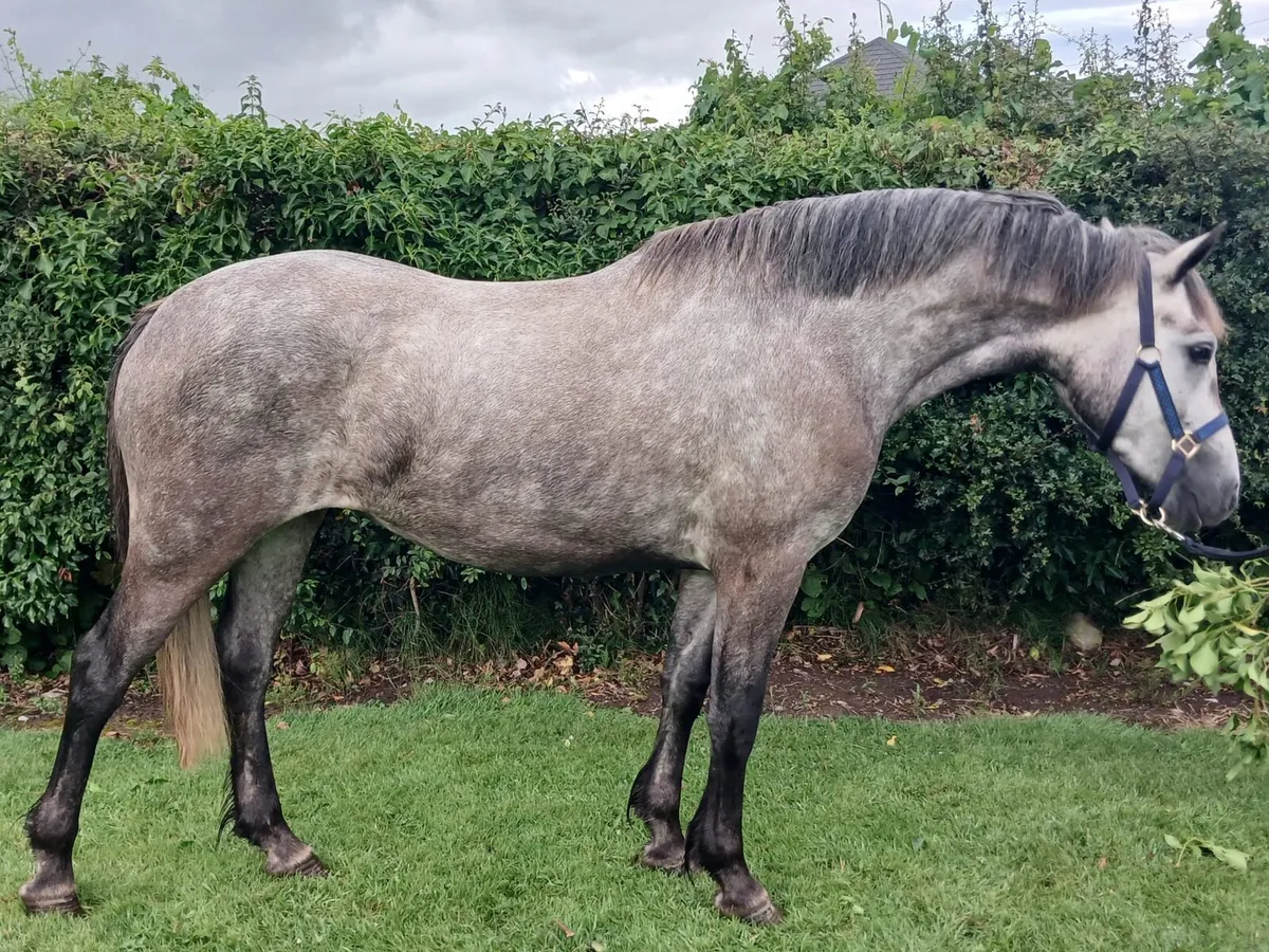 Traditional type connemara - Image 1