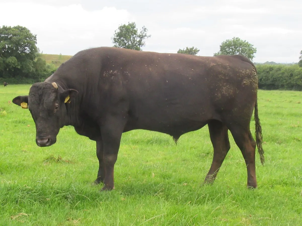 wagyu bull - Image 2