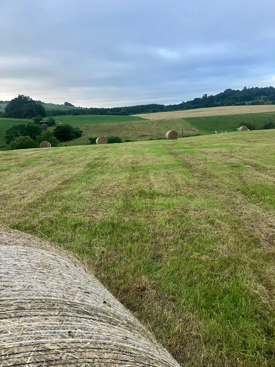 Hay - Image 1