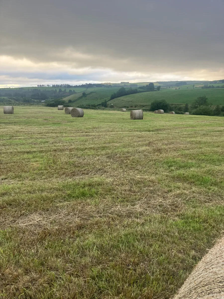 Hay - Image 2