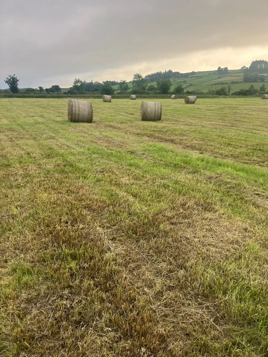 Hay - Image 3