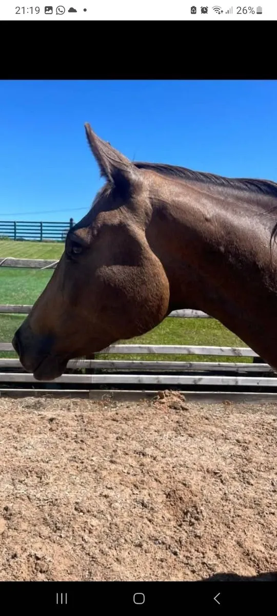 Broodmare, mare in foal - Image 2