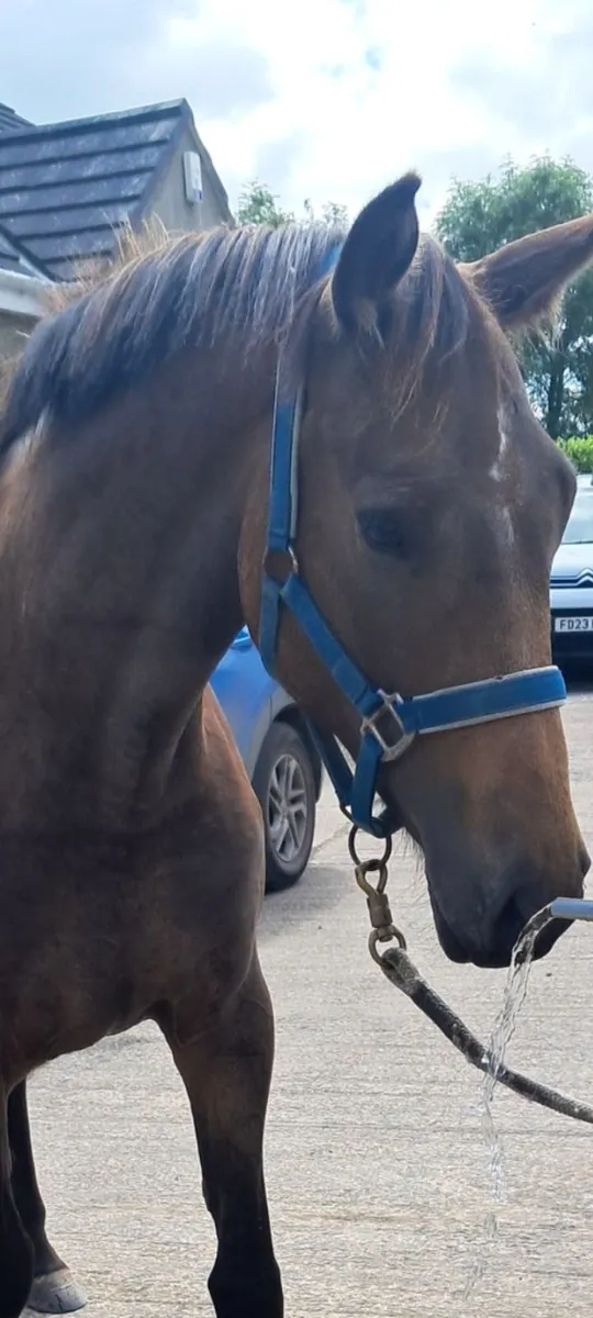 Broodmare, mare in foal - Image 3