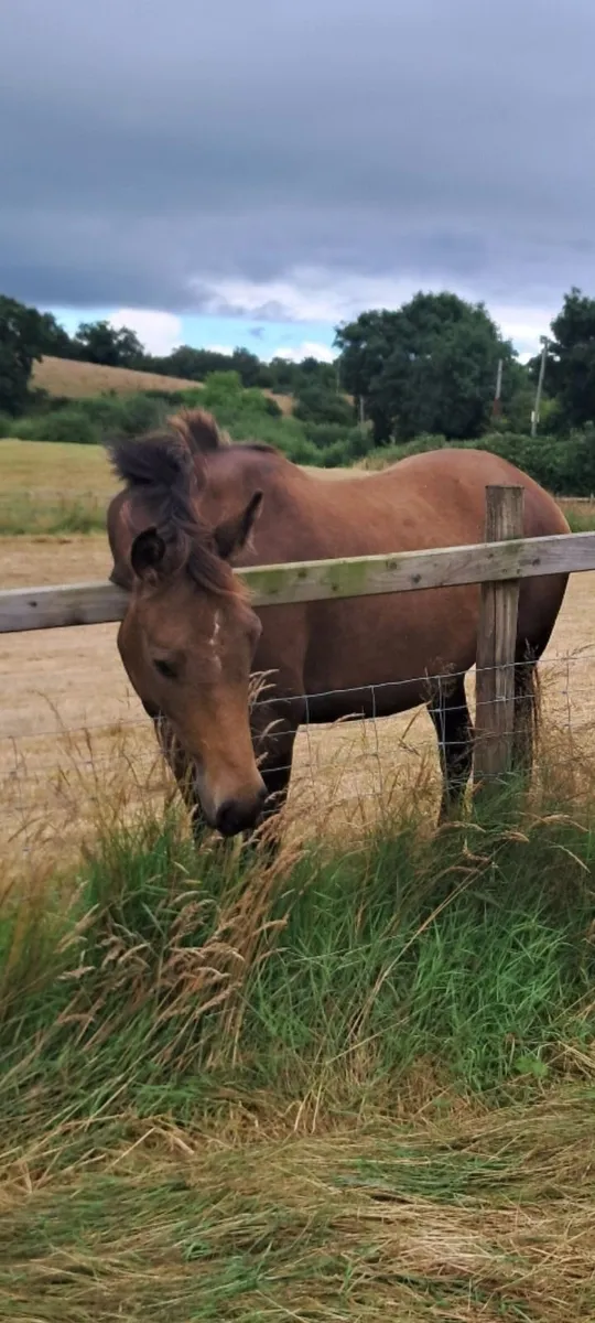 Broodmare, mare in foal - Image 4