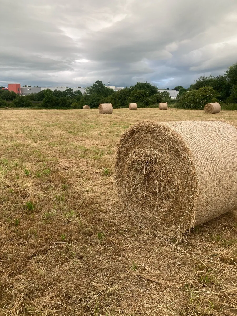 Round bales of hay