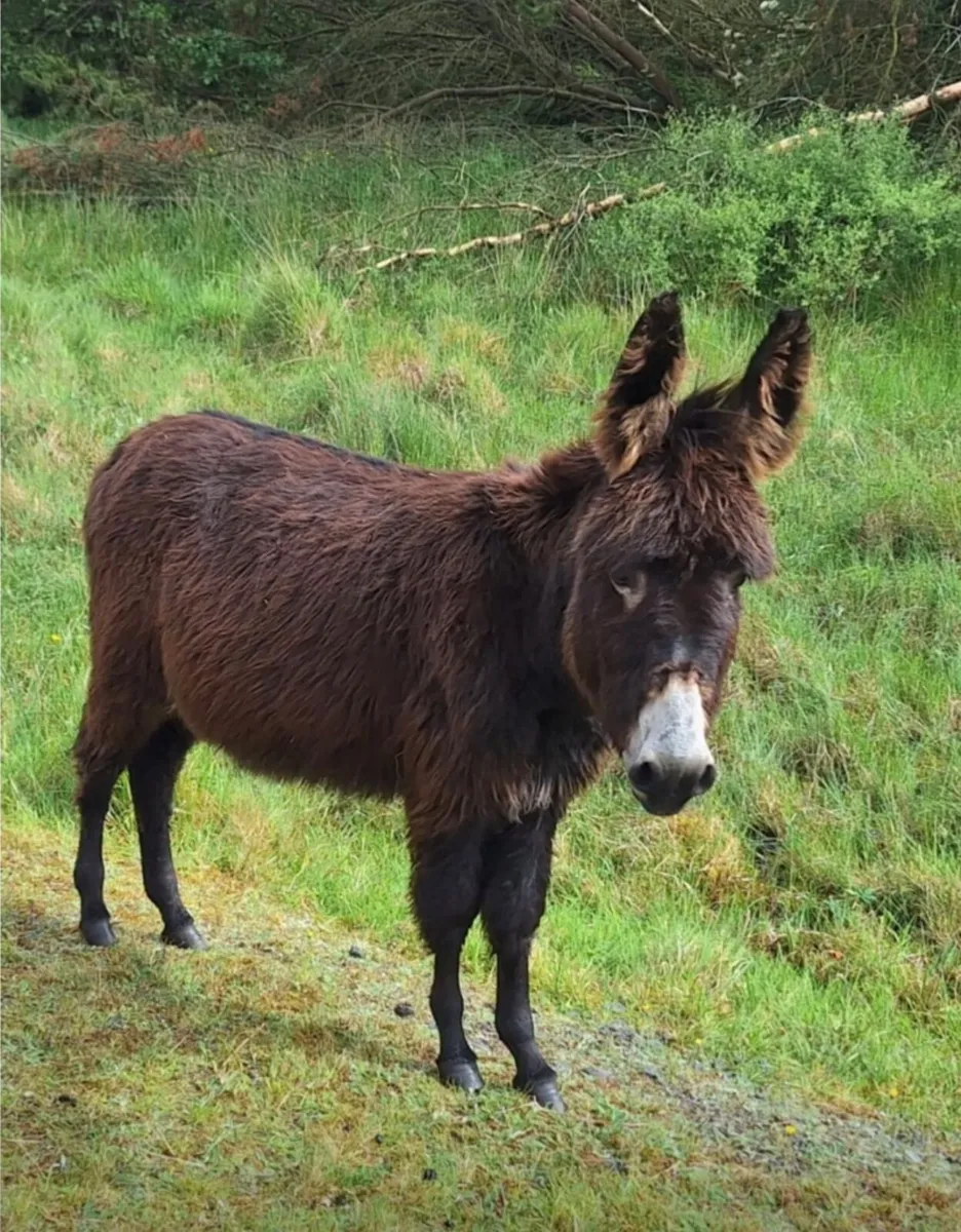 Donkey filly foals - Image 1