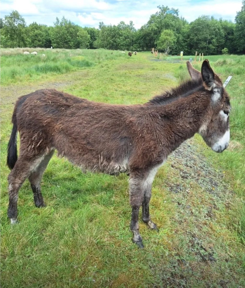Donkey filly foals - Image 2