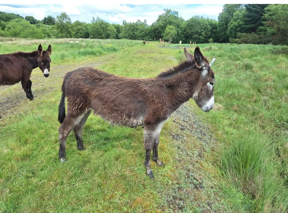 Donkey filly foals - Image 3
