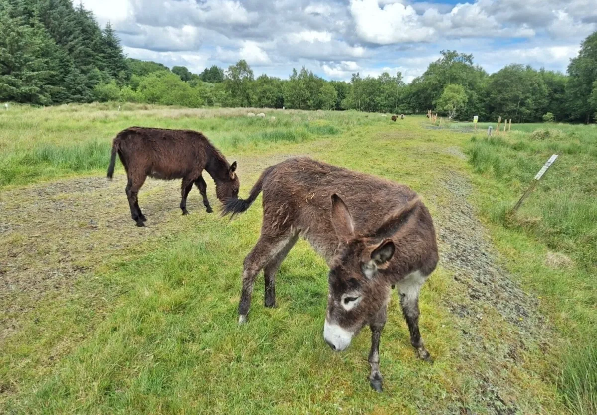 Donkey filly foals - Image 4