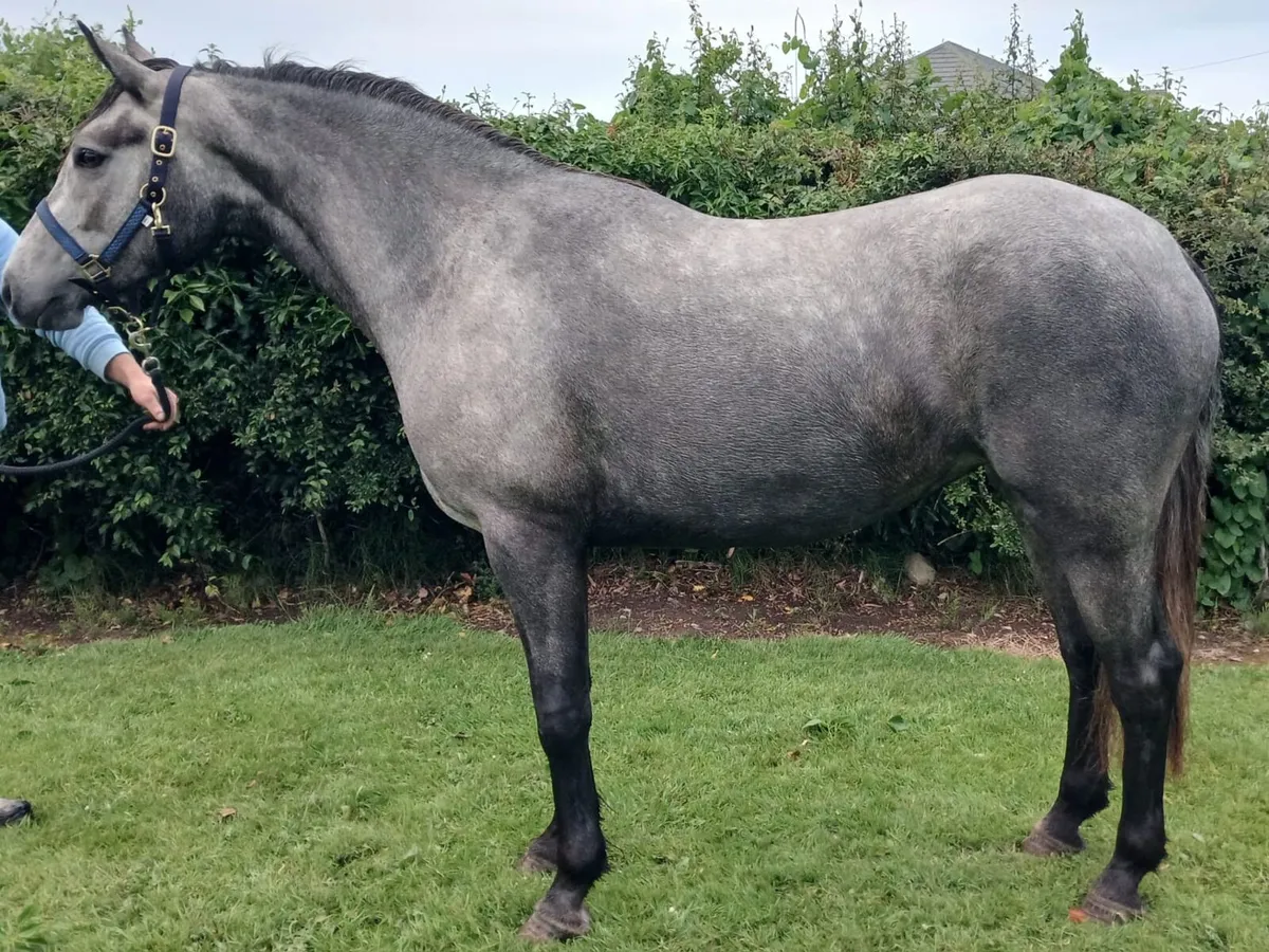 150cm connemara filly - Image 1
