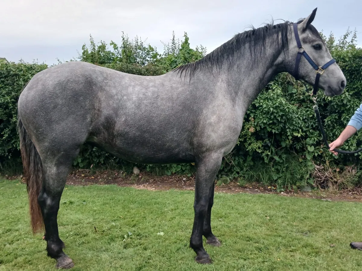 150cm connemara filly - Image 2