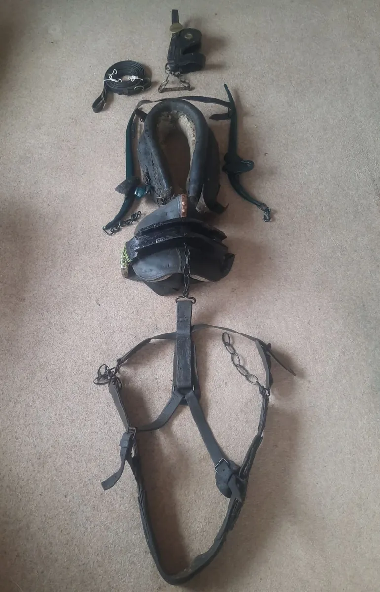 Donkey cart and Harness - Image 2