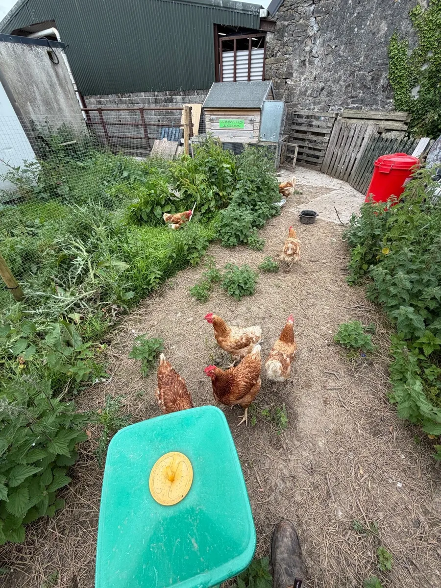 Chicken coop and laying hens - Image 3