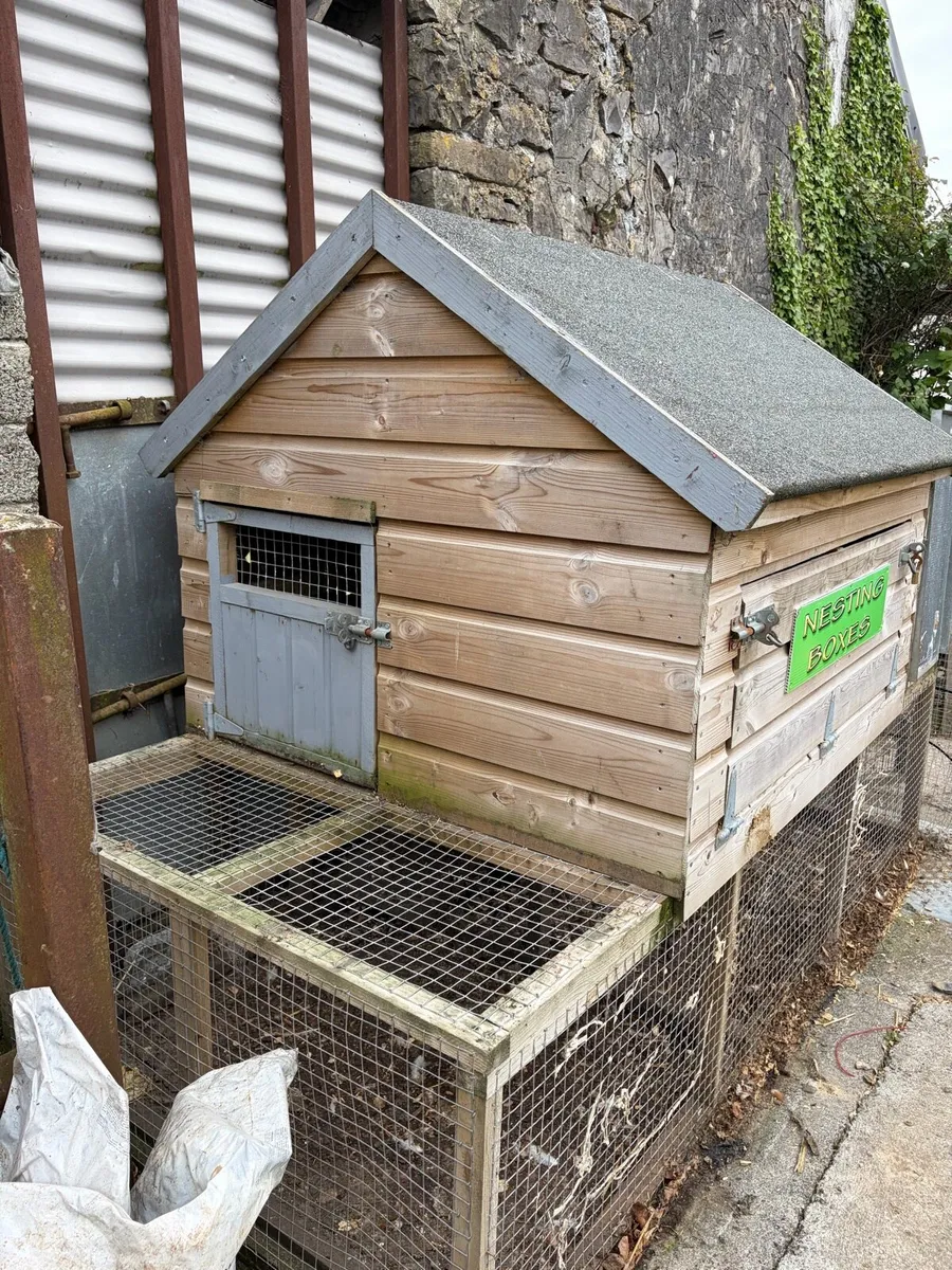 Chicken coop and laying hens - Image 4