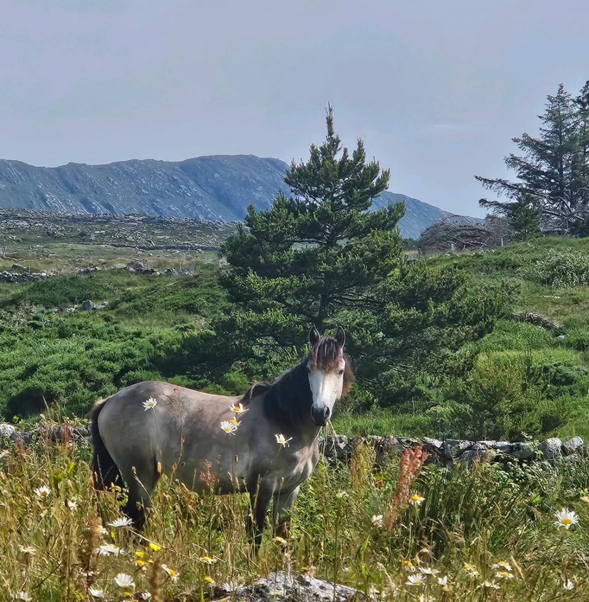 Connemara yearling filly - Image 1