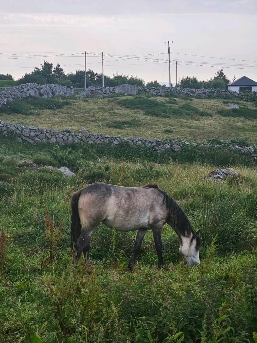 Connemara yearling filly - Image 2