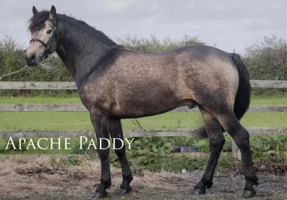 Connemara yearling filly - Image 4