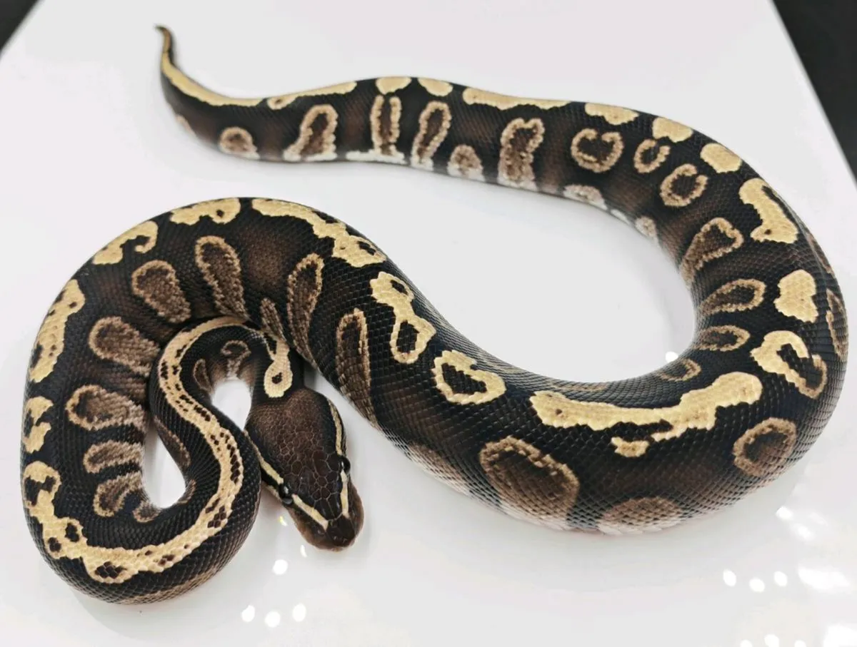 Royal python - Image 1