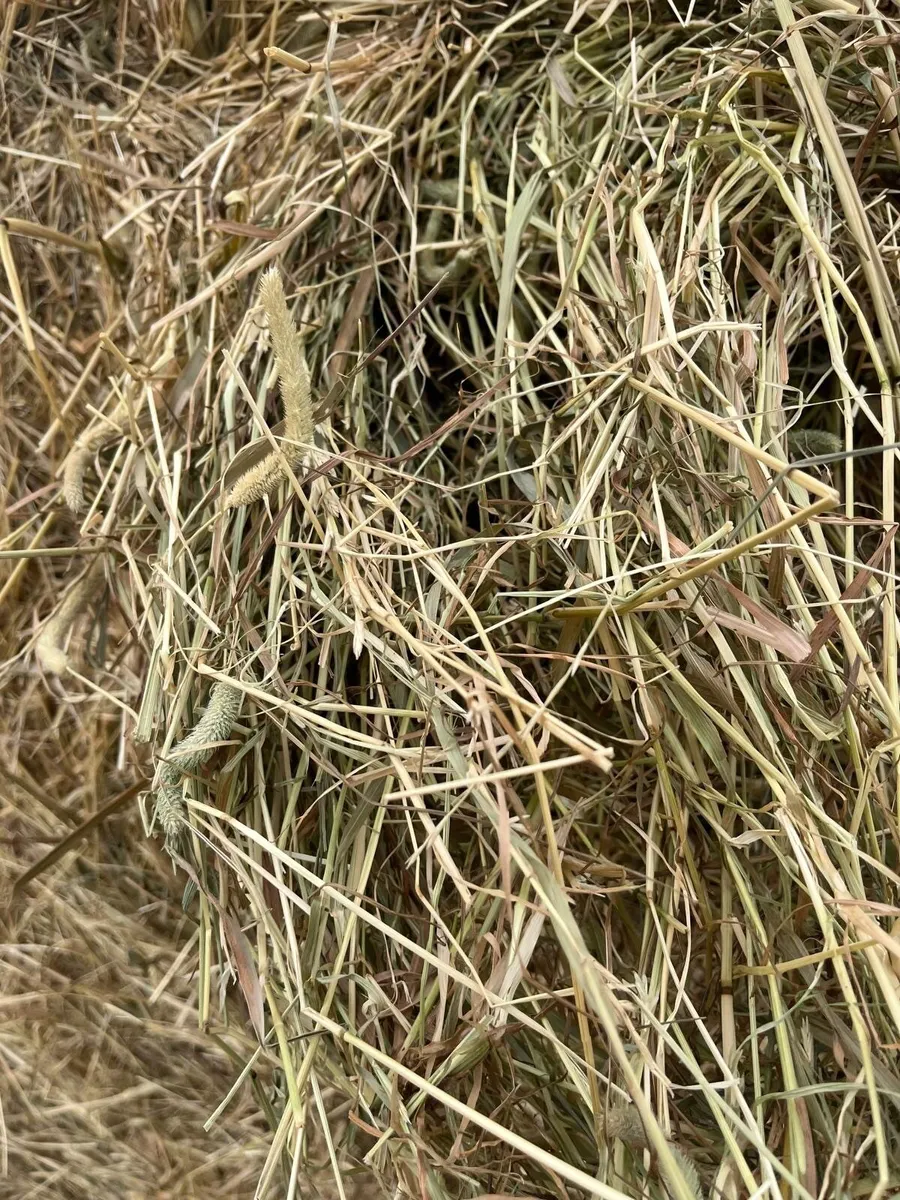 Hay - Horse Hay - Image 2
