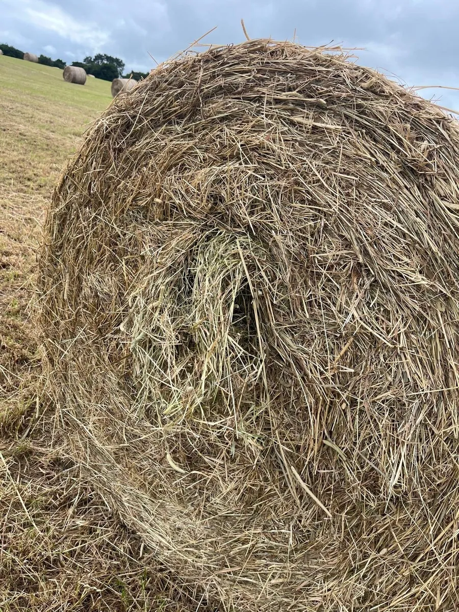 Hay - Horse Hay - Image 1