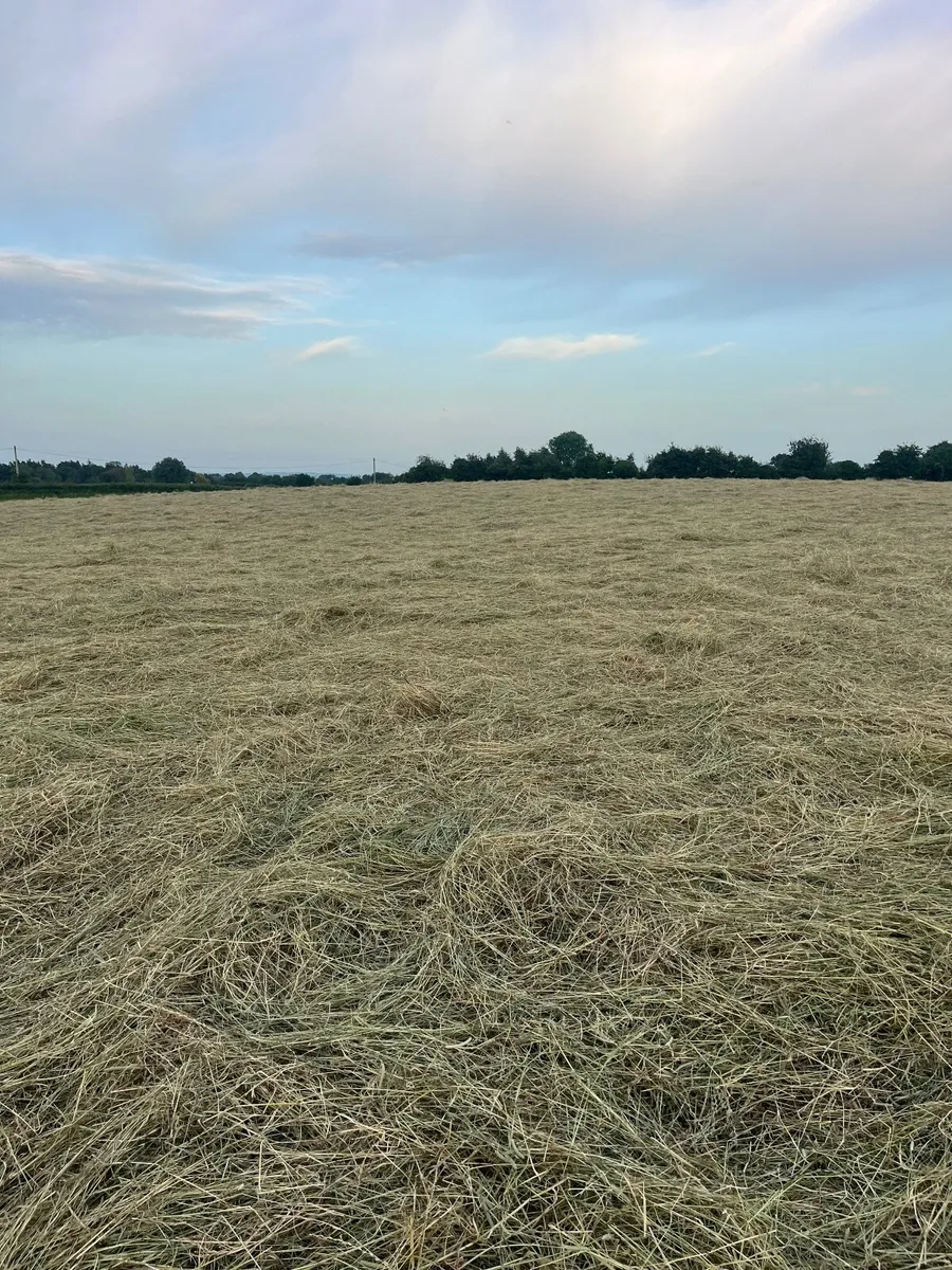 Hay - Horse Hay - Image 3