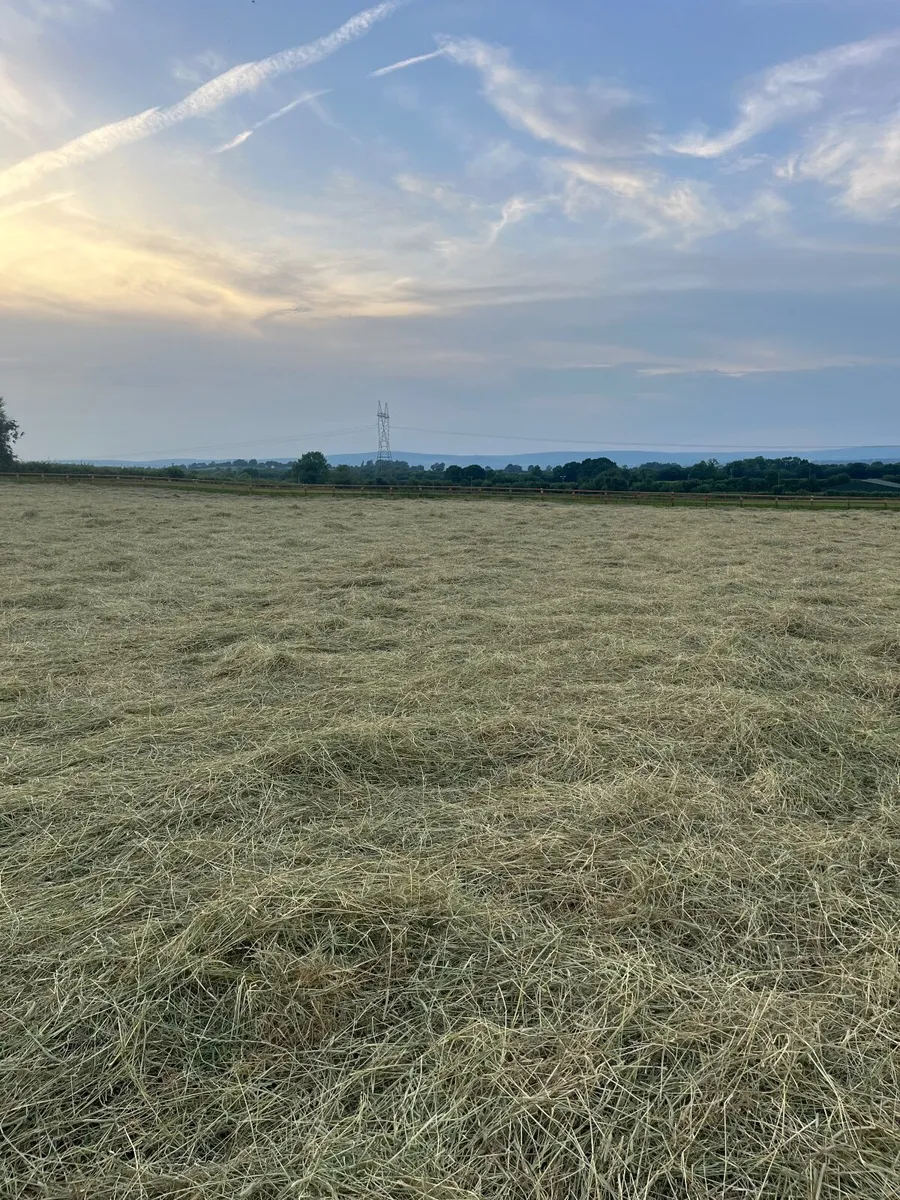 Hay - Horse Hay - Image 4