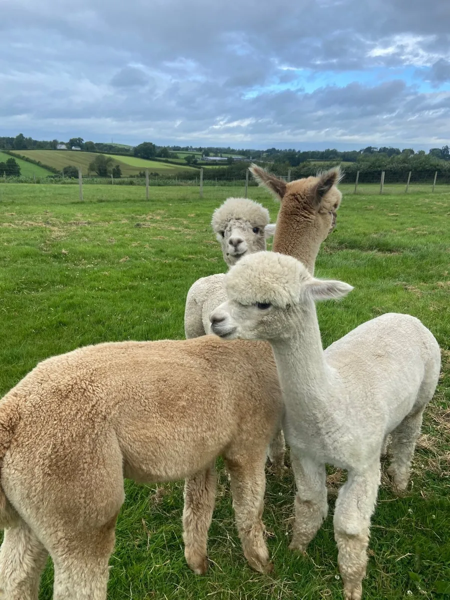 3 Alpaca - Pet Males - Image 1