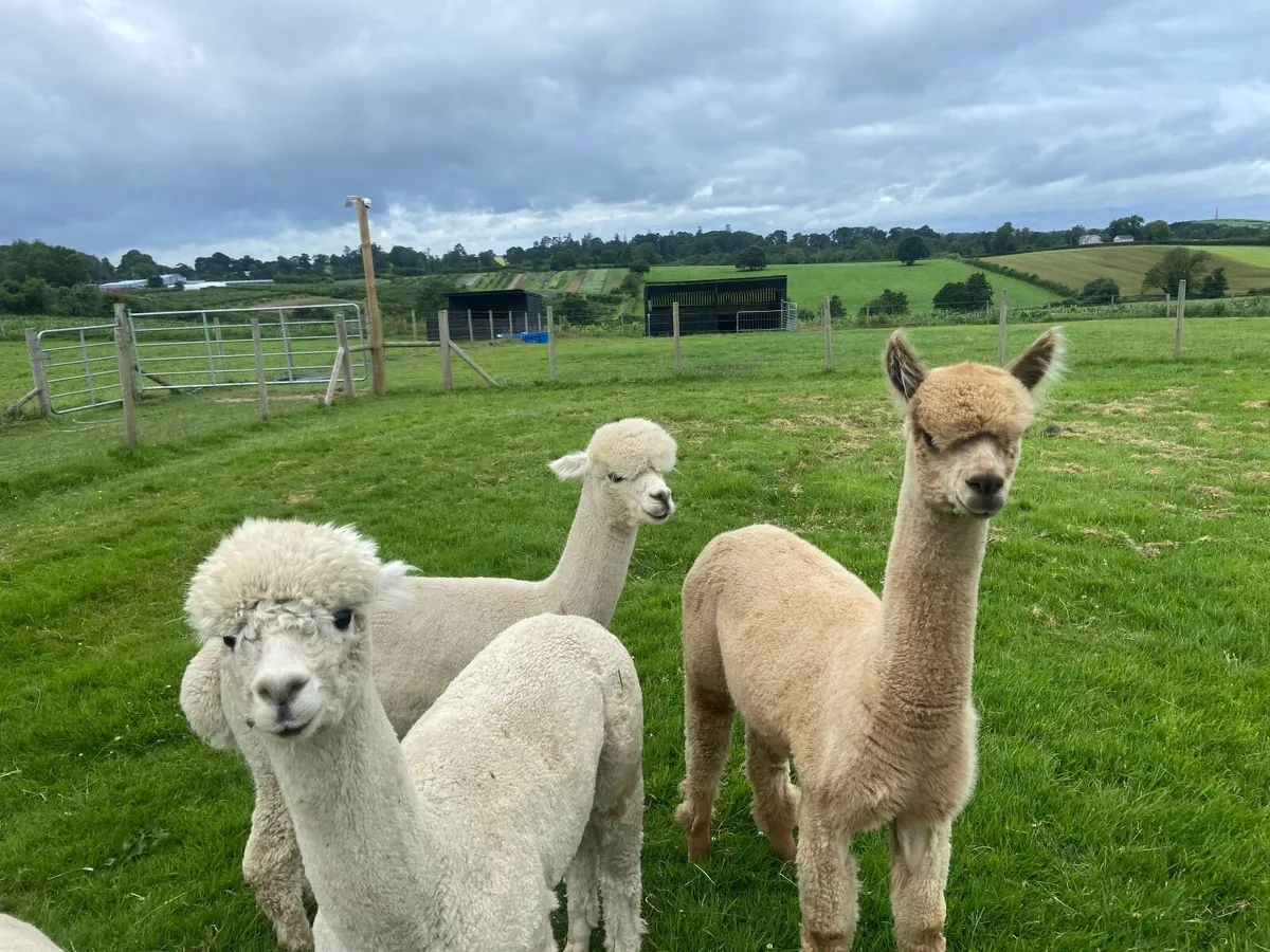 3 Alpaca - Pet Males - Image 2