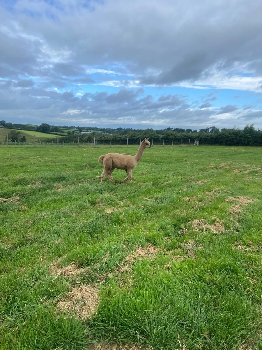 3 Alpaca - Pet Males - Image 3
