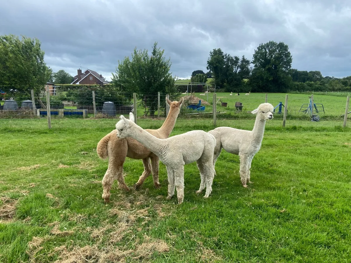 3 Alpaca - Pet Males - Image 4