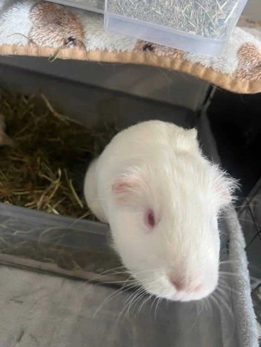 2 Guinea pigs male - Image 2