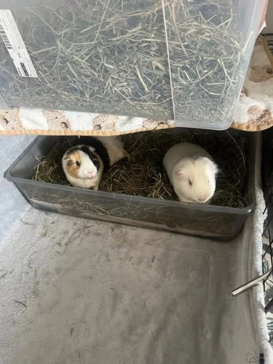 2 Guinea pigs male - Image 3