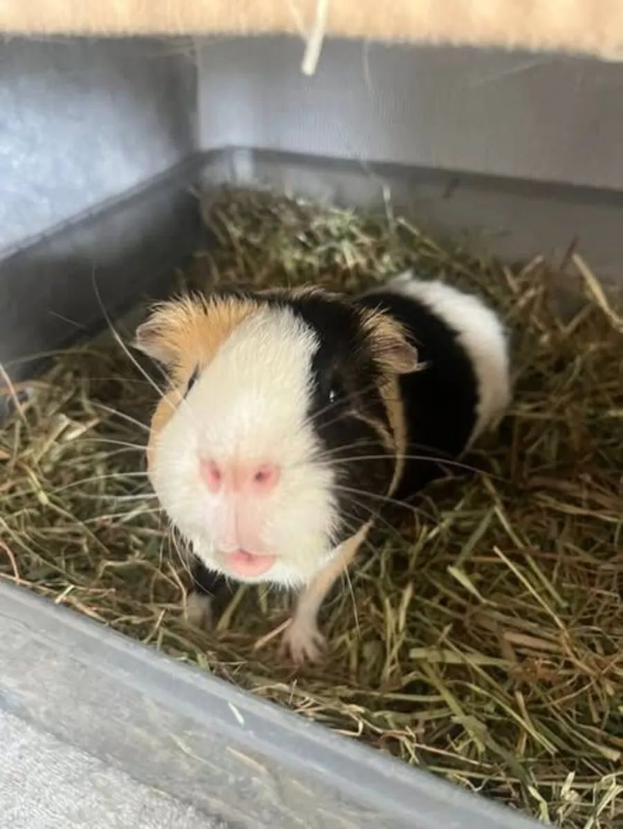 2 Guinea pigs male - Image 4
