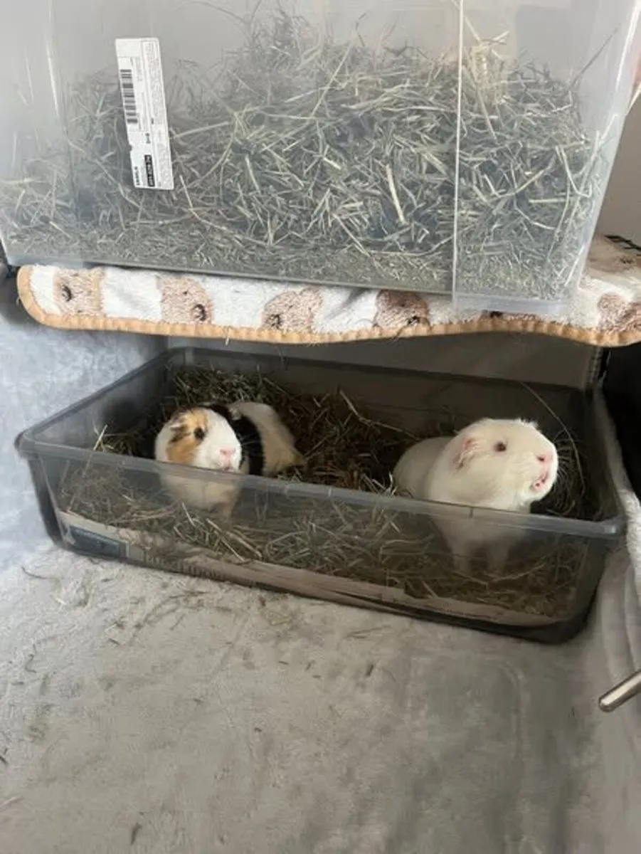 2 Guinea pigs male - Image 1