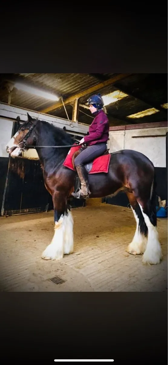 Cob stallions at stud - Image 1