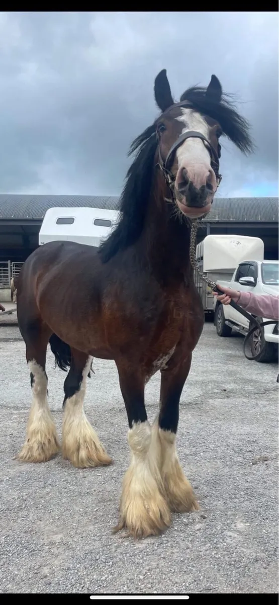 Cob stallions at stud - Image 2